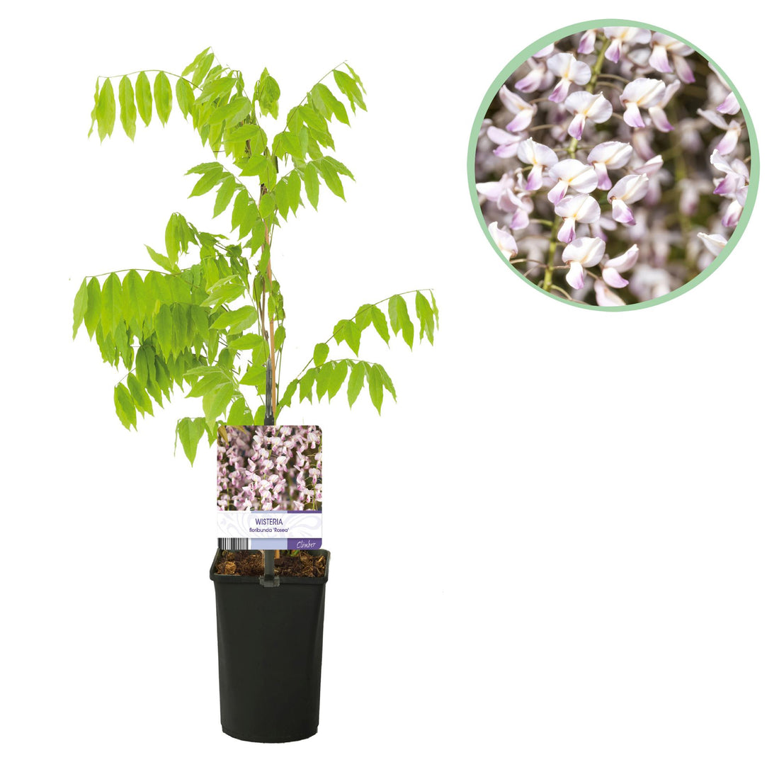 Blauregen Wisteria floribunda &