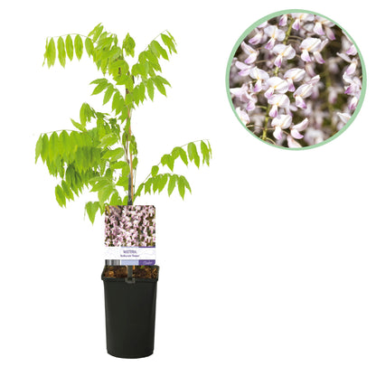 Blauregen Wisteria floribunda &