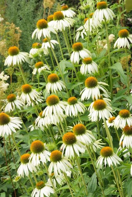 24x Echinacea p. &