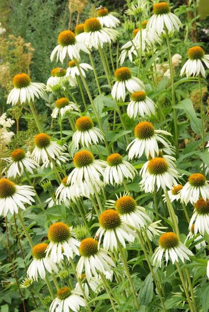 24x Echinacea p. &
