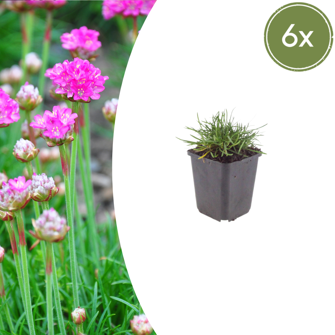 6x Armeria m. &