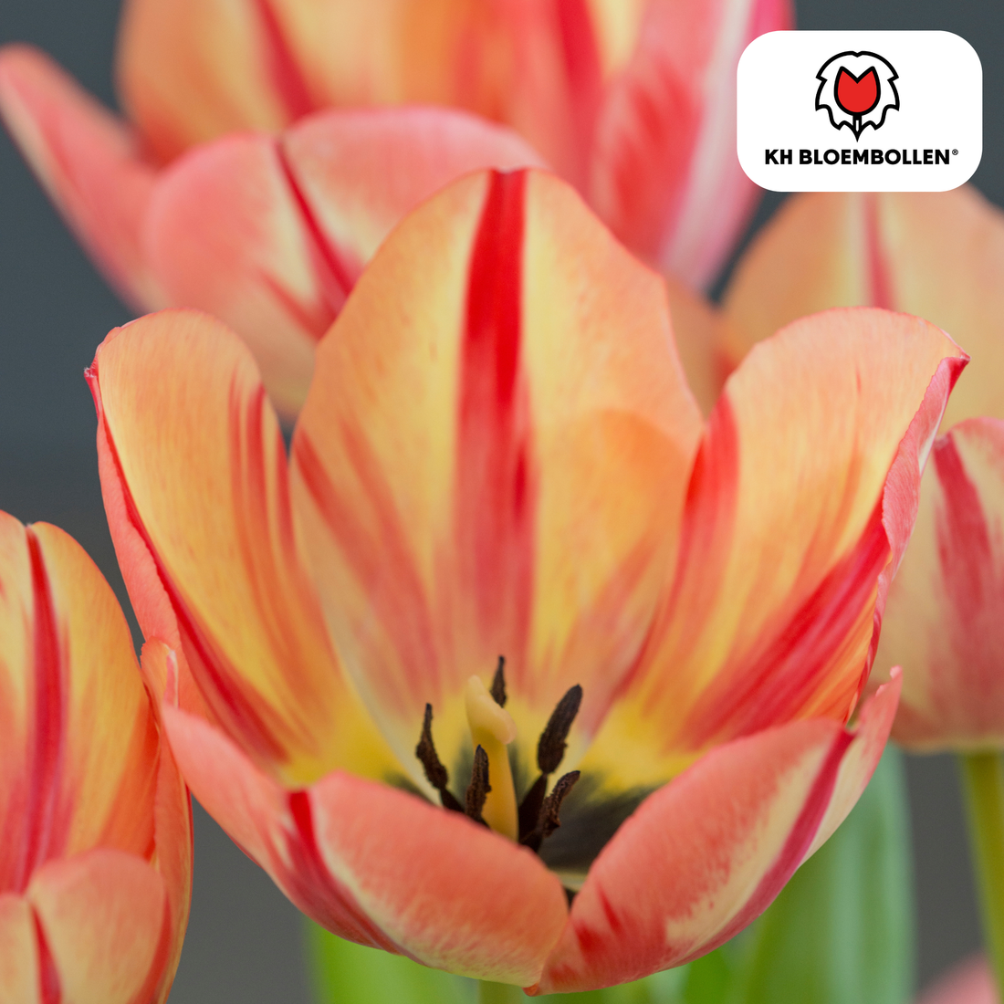 Tulpenzwiebeln Spring Break – 20er-Pack | Frisch &amp; farbenfroh