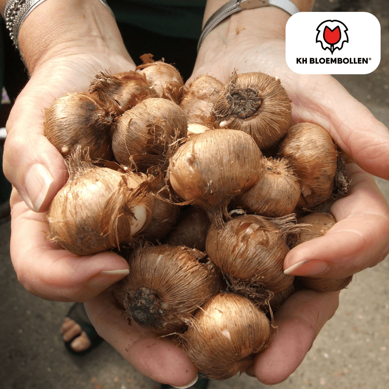 Lila Krokuszwiebeln – 30 Stück | Frühblüher in Violett