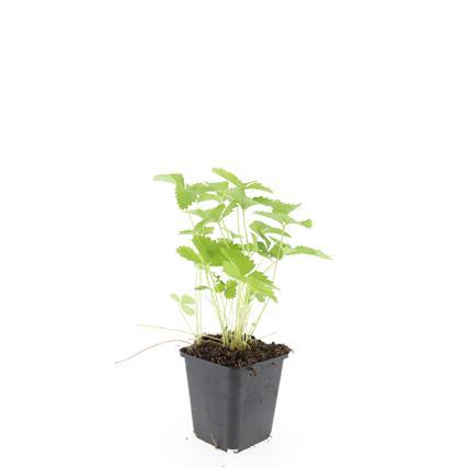 24x Fragaria vesca – Wald-Erdbeere für Garten &amp; Beet – Höhe 10–25 cm – Ø 9 cm Topf