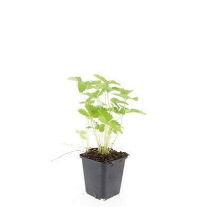 24x Fragaria vesca – Wald-Erdbeere für Garten &amp; Beet – Höhe 10–25 cm – Ø 9 cm Topf