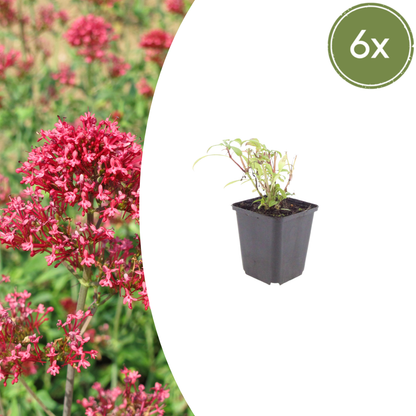 6x Centranthus ruber &