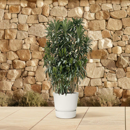 Oleander Hecke – Nerium Oleander – Immergrün &amp; Mediterran – Für dichte, blühende Hecken