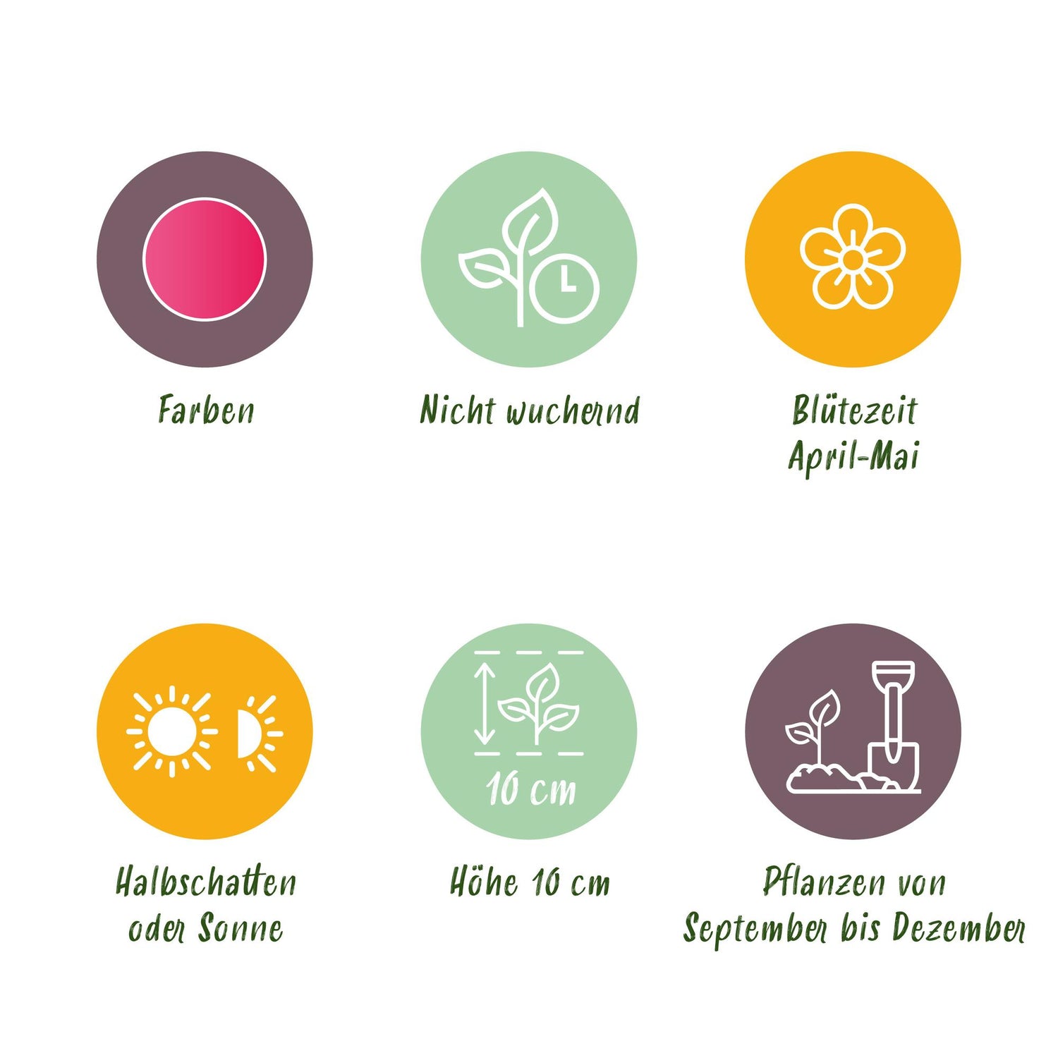Blumenzwiebeln Tulpe Little Beauty | 25 Stück Dunkelrosa – Zwiebelgröße 6/7 – XXL Pack
