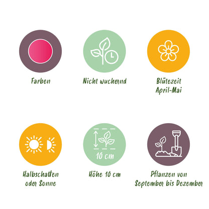 Blumenzwiebeln Tulpe Little Beauty | 25 Stück Dunkelrosa – Zwiebelgröße 6/7 – XXL Pack