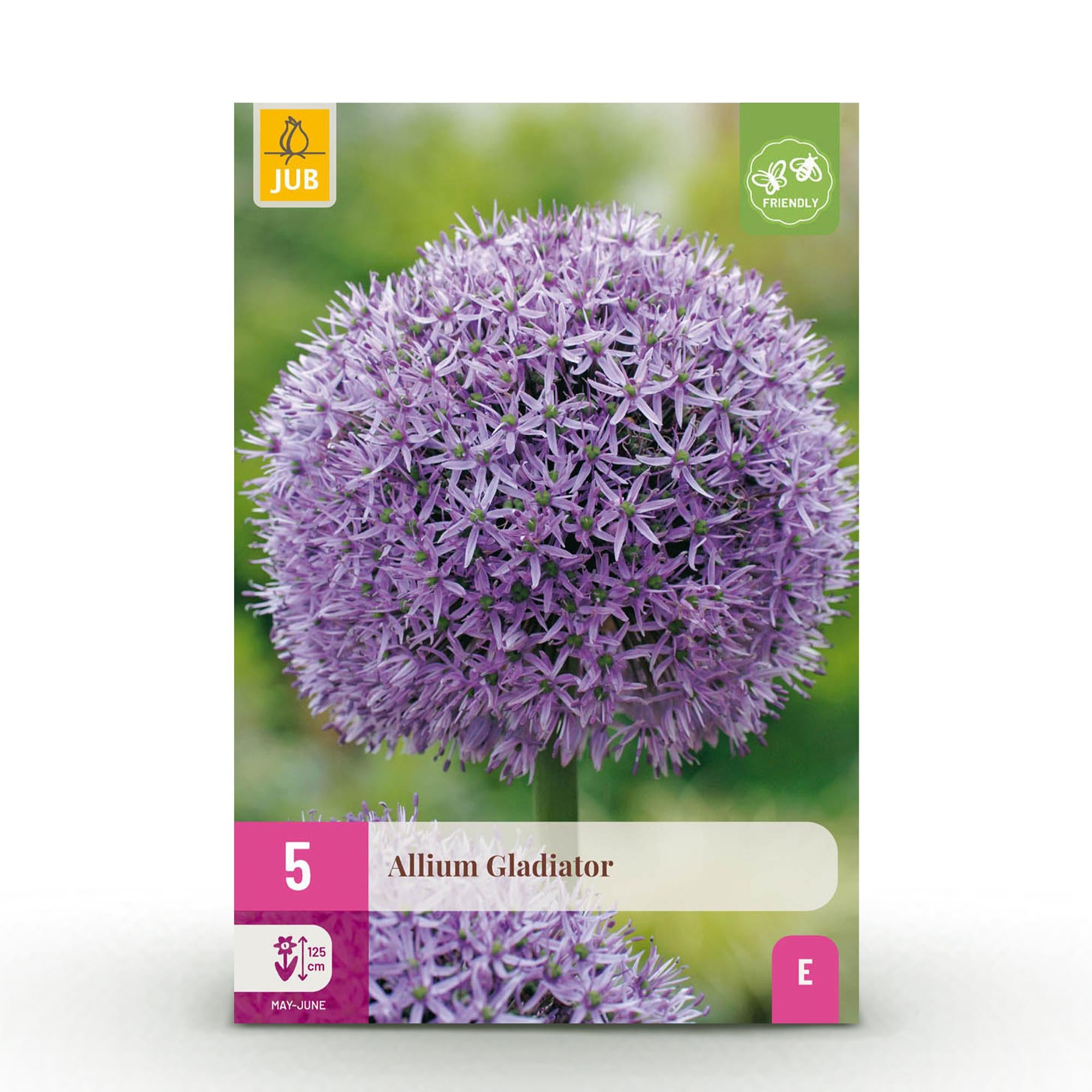 Blumenzwiebeln Allium Gladiator | 5 Stück Lila – Zwiebelgröße 16/18 – XXL Pack