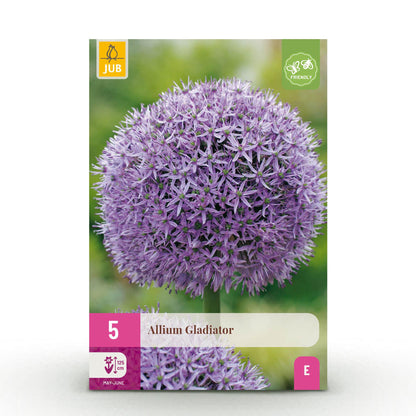 Blumenzwiebeln Allium Gladiator | 5 Stück Lila – Zwiebelgröße 16/18 – XXL Pack