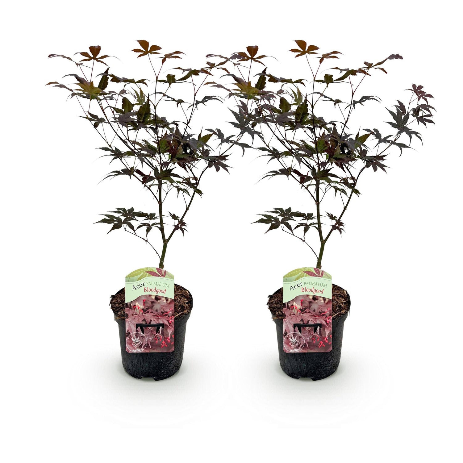 Japanischer Ahorn - Acer palmatum Bloodgood - Rot - 2 Pflanzen - Laubabwerfend - Topf 19cm Höhe 70cm