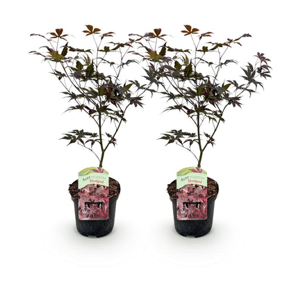 Japanischer Ahorn - Acer palmatum Bloodgood - Rot - 2 Pflanzen - Laubabwerfend - Topf 19cm Höhe 70cm