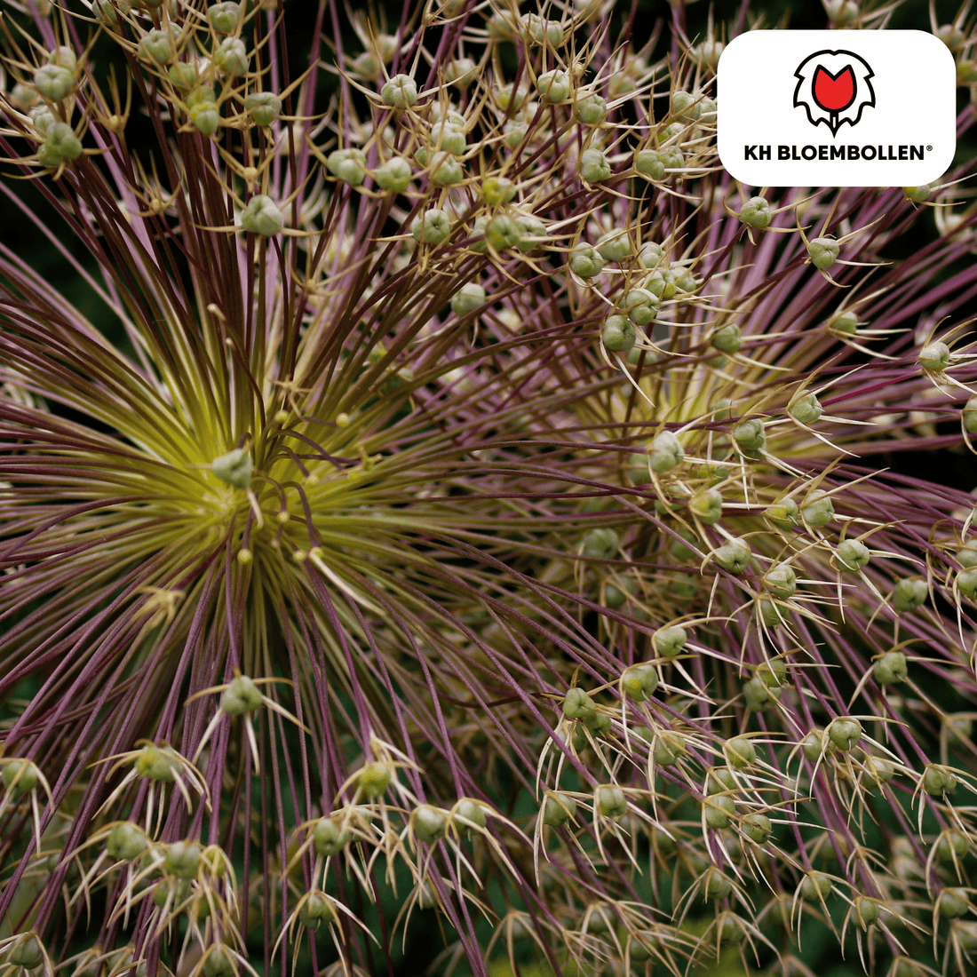 Allium schubertii – 5 Stück | Spektakulärer Zierlauch