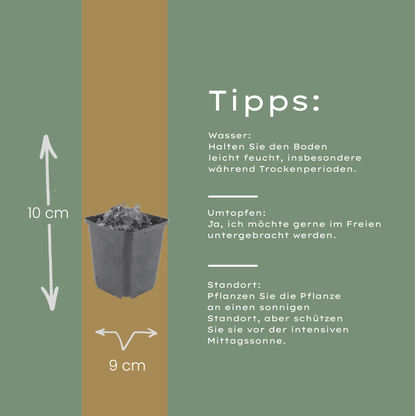 6x Campanula portenschlagiana - ↕10-25cm - Ø9cm