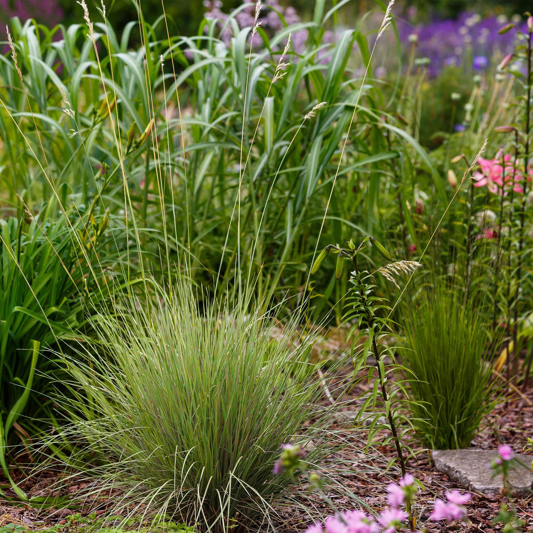 Ziergräser - Festuca glauca Golden Toupee - Gelb - 4 Pflanzen - Immergrün - Wenig Pflege - Topf 17cm Höhe 50cm