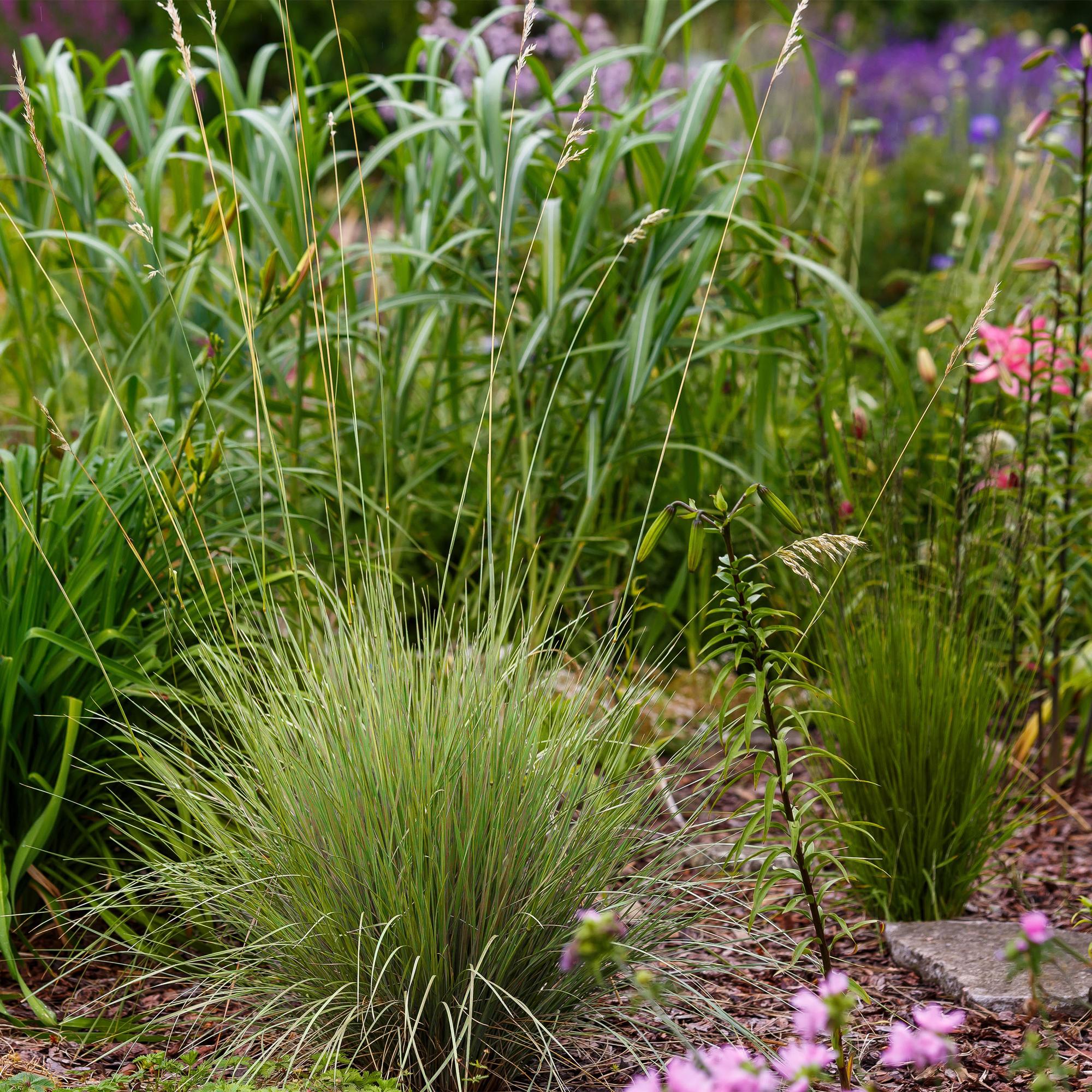 Ziergräser - Festuca glauca Golden Toupee - Gelb - 4 Pflanzen - Immergrün - Wenig Pflege - Topf 17cm Höhe 50cm