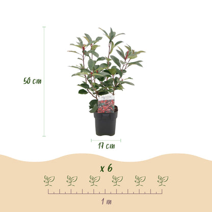 Heckenpflanzen - Photinia fraseri Red Robin - grün rot - 6 Pflanzen - 1 laufender Meter - immergrün - Topf 17cm Höhe 50cm