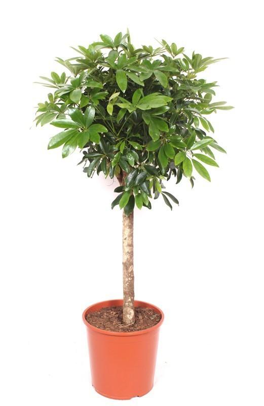 Schefflera - 150 cm - 210 cm
