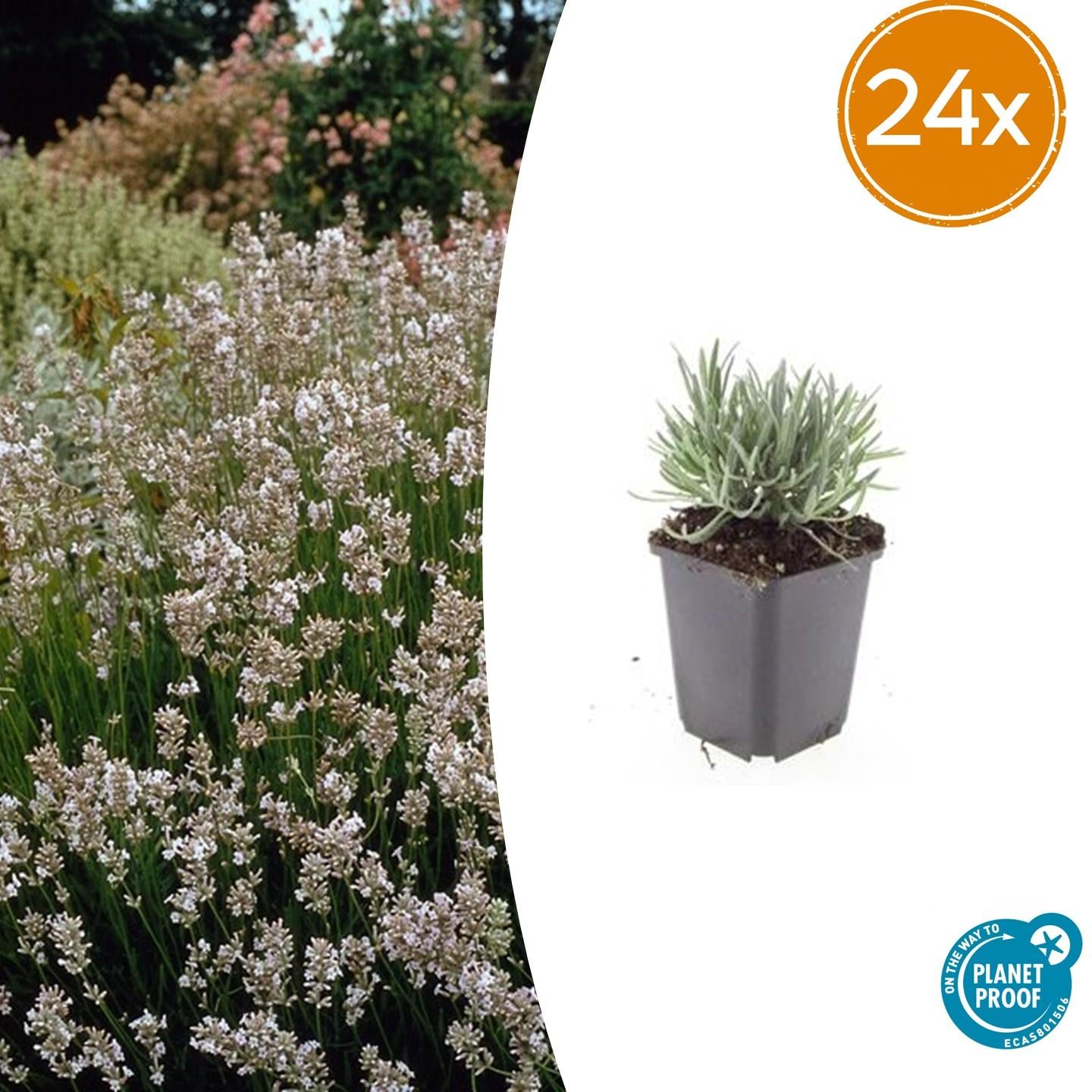 Lavandula intermedia ‘Edelweiss’ – 24 Pflanzen Ø 9 cm – Weißblühender Lavendel mit intensivem Duft