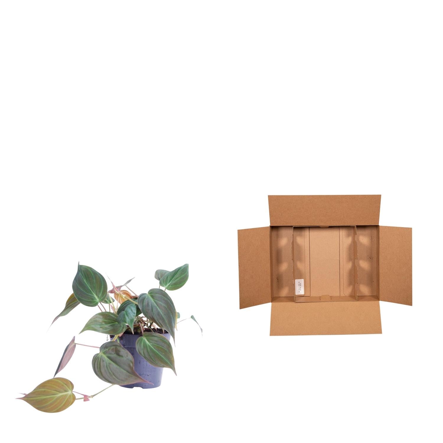 Philodendron scandens ‘Micans’ 25 cm | Herzblatt-Philodendron im Ø12 cm Topf – Samtige Trendpflanze