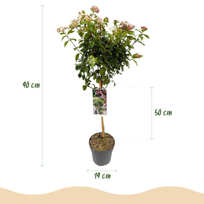 Viburnum tinus - Terrassen Pflanze - Immergrün - Winterhart - Weiß-Rosa Blüte - Topf 19cm Höhe 90cm