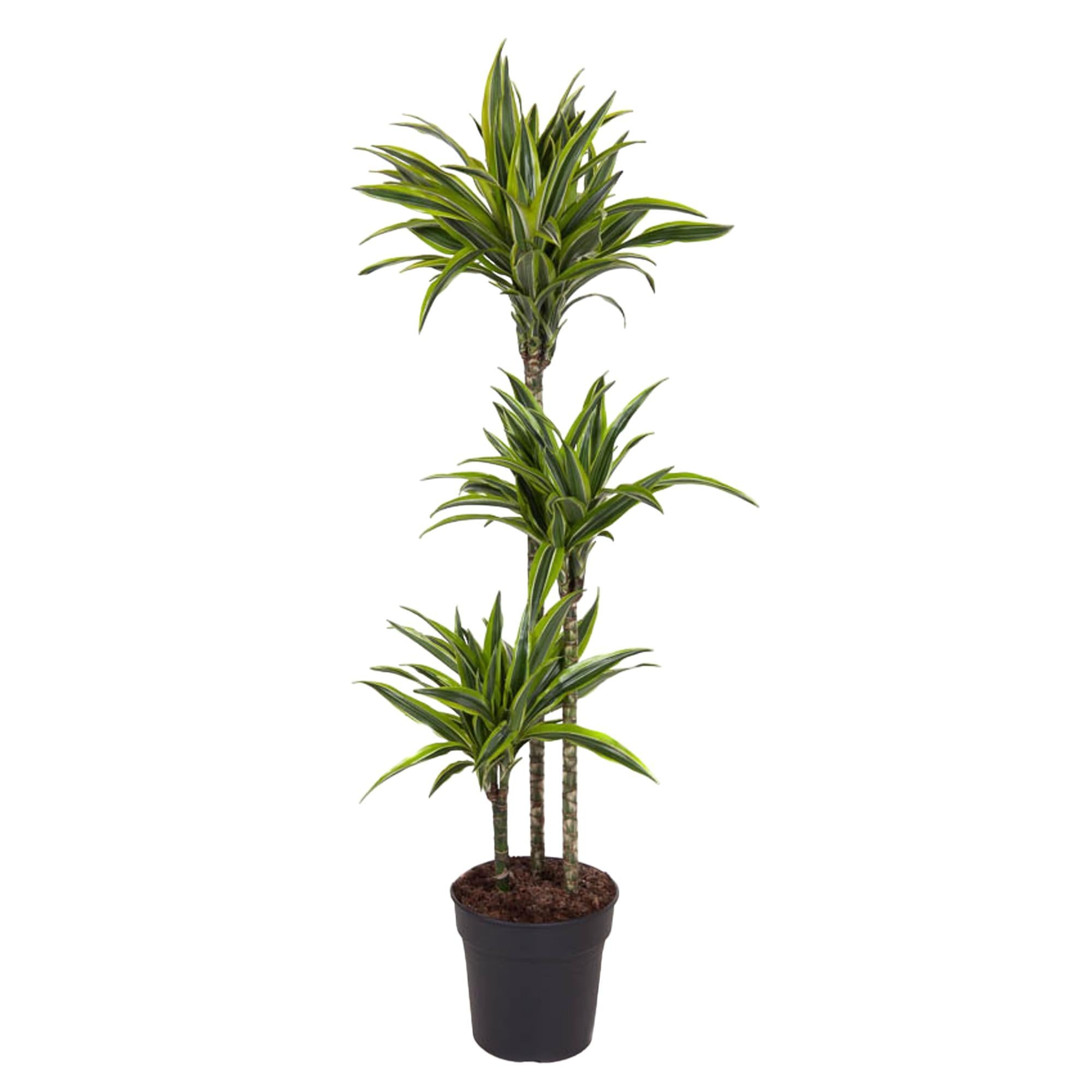 Dracaena Lemon Lime 130 - 150 cm – Pflegeleicht &amp; luftreinigend