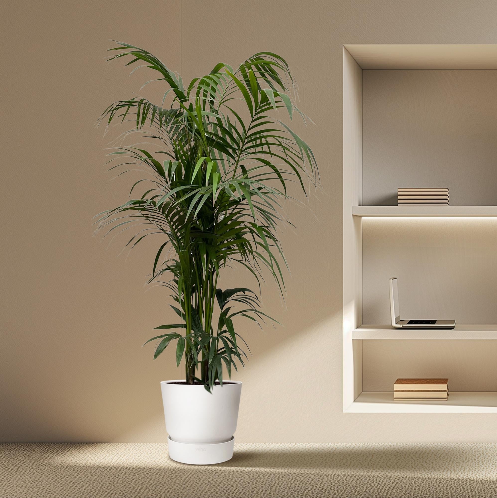 Kentia Palme 130 - 260 cm – Elegante Zimmerpalme
