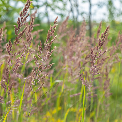 6x Calamagrostis brachytricha - ↕10-25cm - Ø9cm