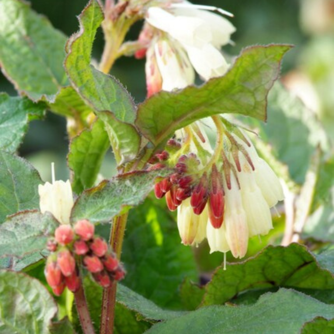 6x Symphytum grandiflorum - ↕10-25cm - Ø9cm