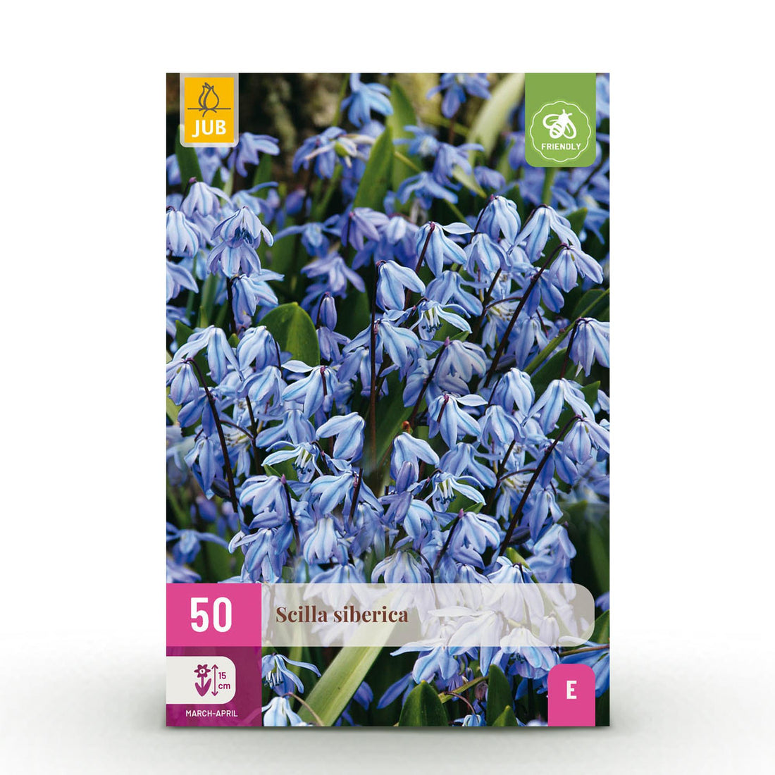 Blumenzwiebeln Scilla Siberica | 50 Stück Lila – Zwiebelgröße 7/8 – XXL Pack