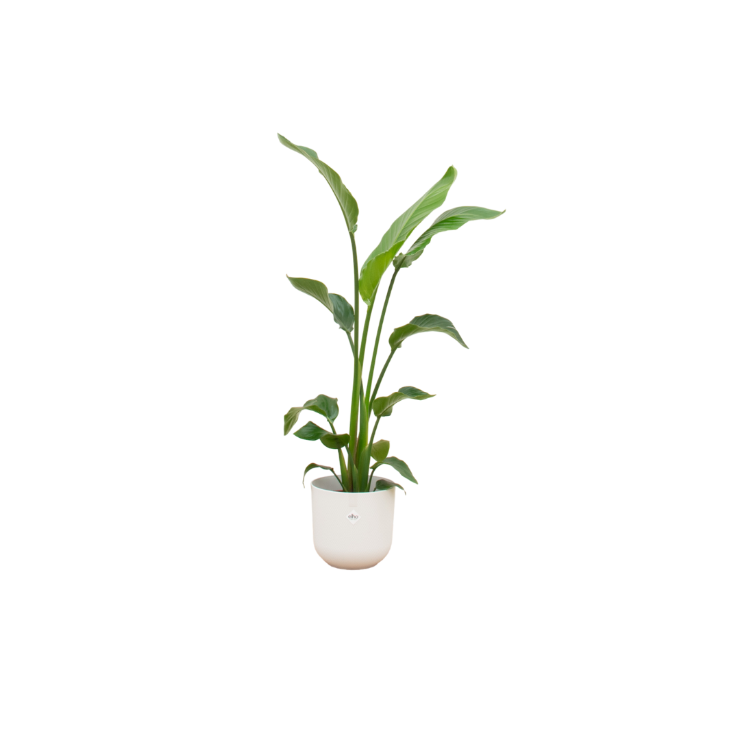 Strelitzia Nicolai 120cm mit Topf – Weißer Paradiesvogel für Ihr Zuhause