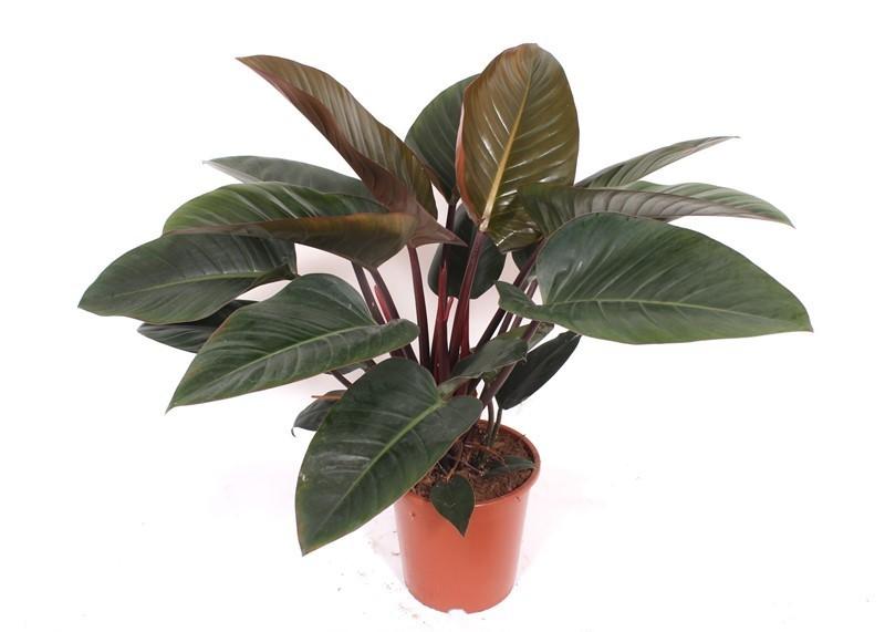 Philodendron Red Beauty - 100cm