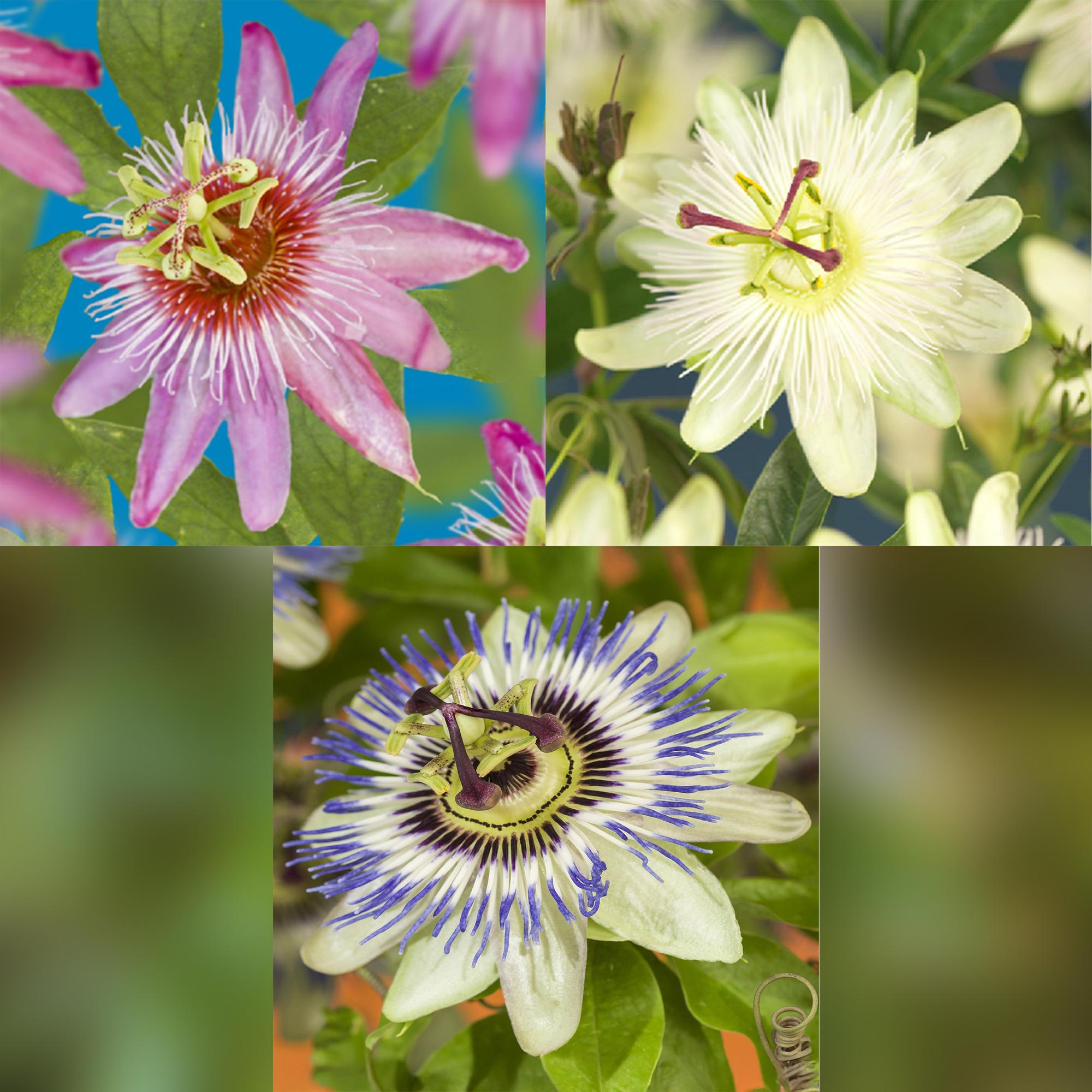 Passionsblume Passiflora Tricolour | Rosa-Weiß-Lila Blüten – 3 Pflanzen 40 cm Ø11 cm Topf