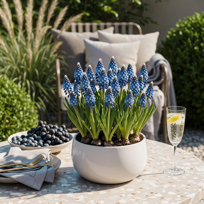 Blumenzwiebeln Muscari Armeniacum | 50 Stück Blau – Zwiebelgröße 8/9 – XXL Pack
