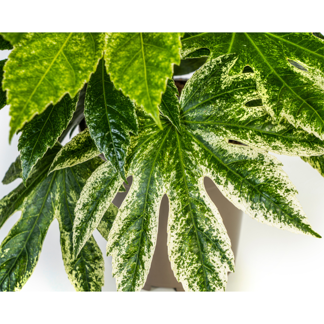 Fatsia japonica ‘Spider’s Web’ 40–50 cm | Japanische Aralie im Ø19 cm Topf – Immergrün &amp; Exklusiv
