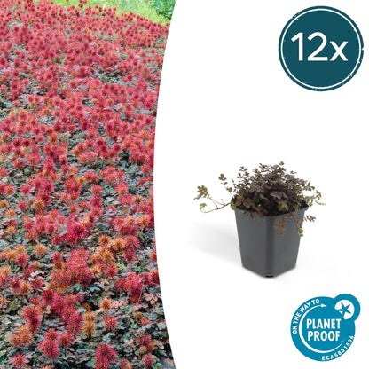 12x Acaena microphylla &