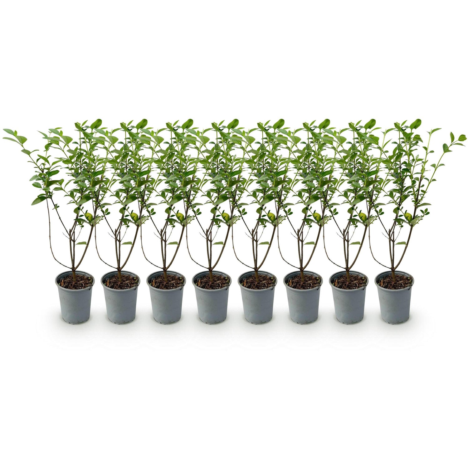Ligustrum ovalifolium – 8 Pflanzen für 1 m Hecke | Immergrün &amp; schnittfest