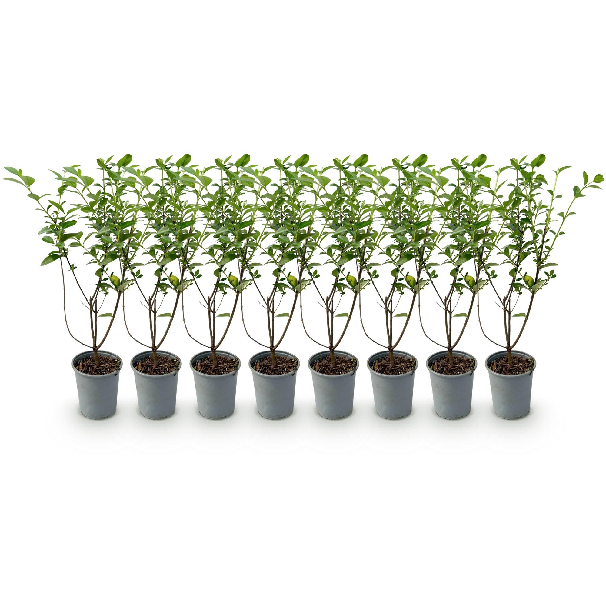 Ligustrum ovalifolium – 8 Pflanzen für 1 m Hecke | Immergrün &amp; schnittfest