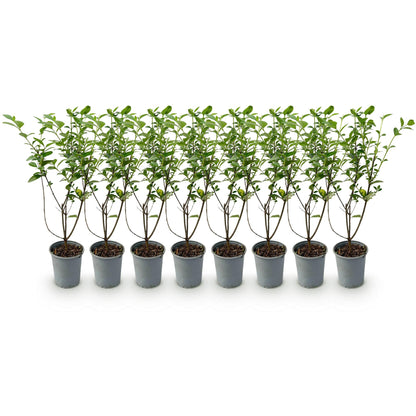 Ligustrum ovalifolium – 8 Pflanzen für 1 m Hecke | Immergrün &amp; schnittfest