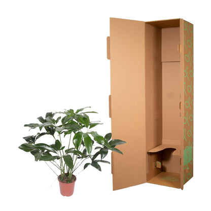 Philodendron Green Wonder | Exotische Zimmerpflanze mit großen Blättern – Immergrün &amp; Pflegeleicht