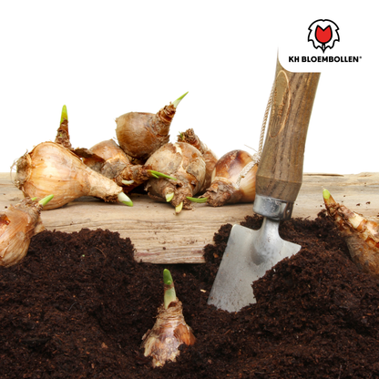 Narzissen Head to Head – 25 Stück | Früh &amp; bienenfreundlich