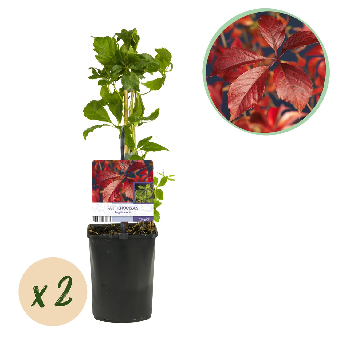 Wilde Wein - Parthenocissus Engelmannii - Blatt Grün später Rot - Wenig Pflege - 2 Pflanzen - Topf 11cm Höhe 40cm