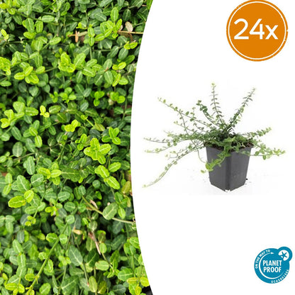 24x Euonymus fort. &