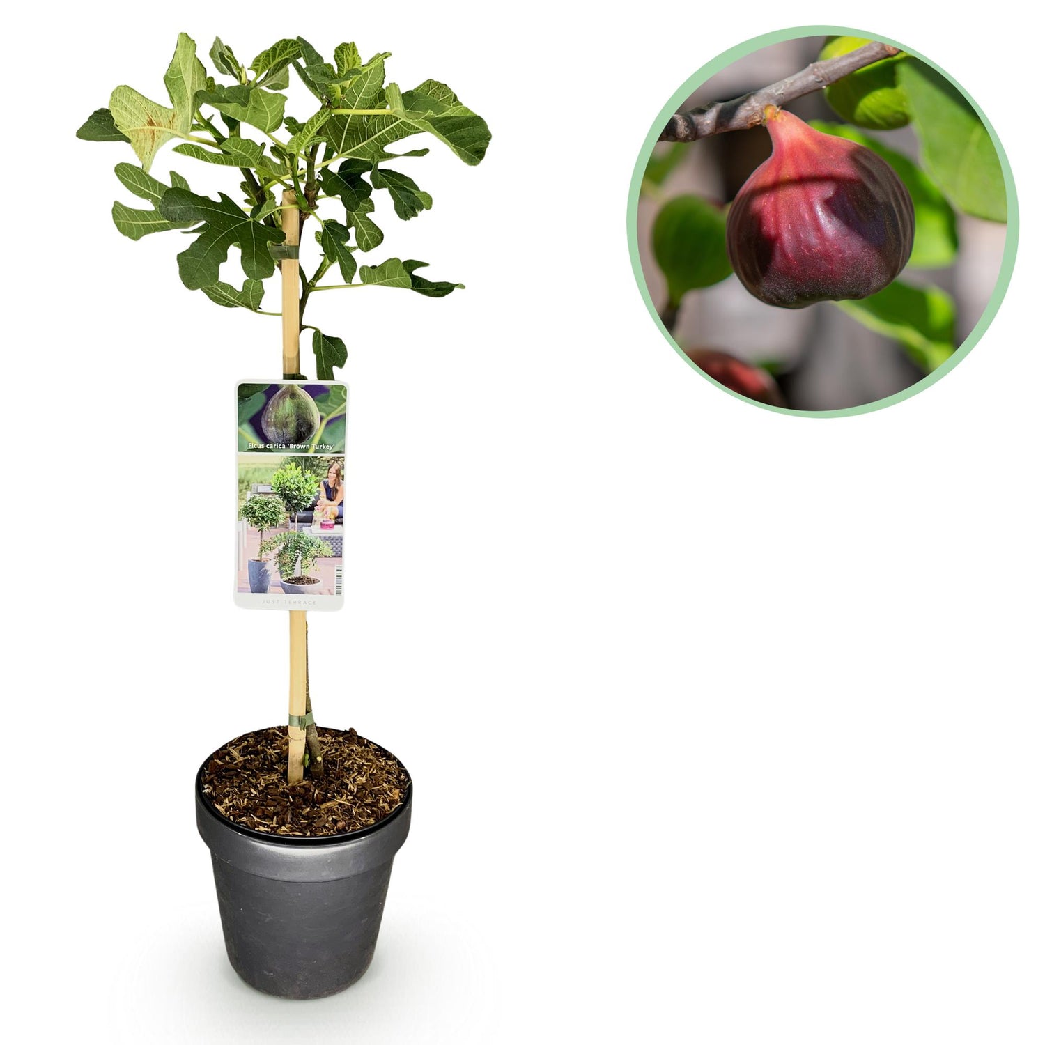 Feigenbaum Ficus carica Brown Turkey - Höhe 90cm