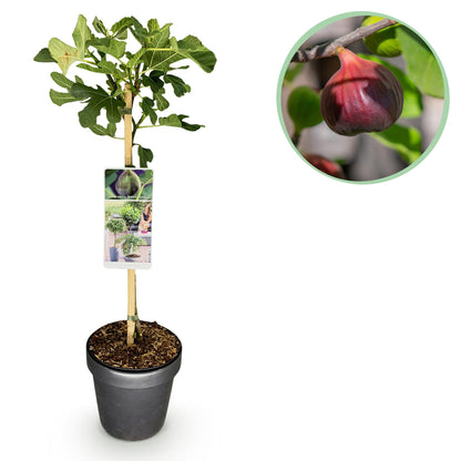 Feigenbaum Ficus carica Brown Turkey - Höhe 90cm