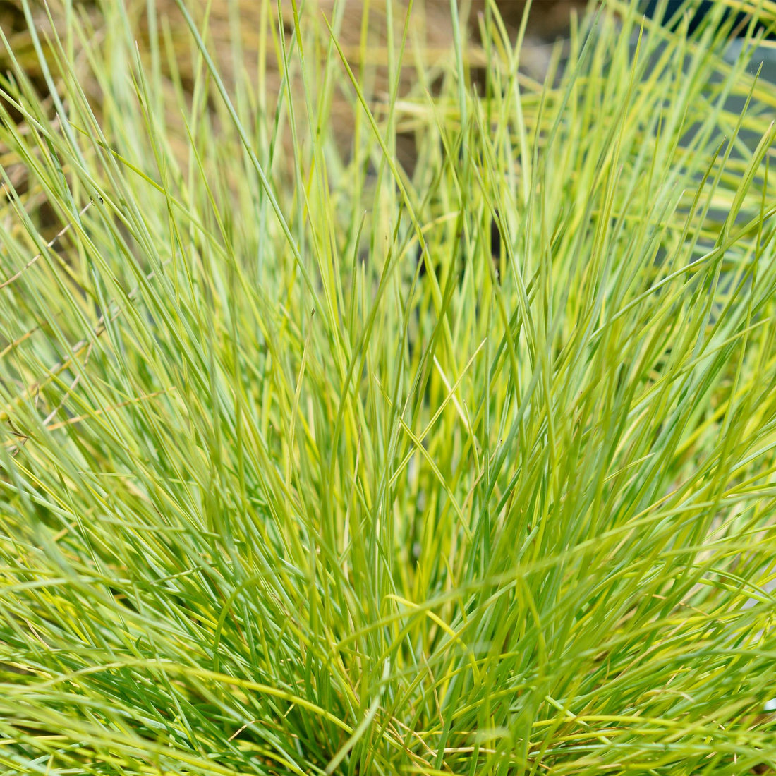 Ziergräser - Festuca glauca Golden Toupee - Gelb - 4 Pflanzen - Immergrün - Wenig Pflege - Topf 17cm Höhe 50cm