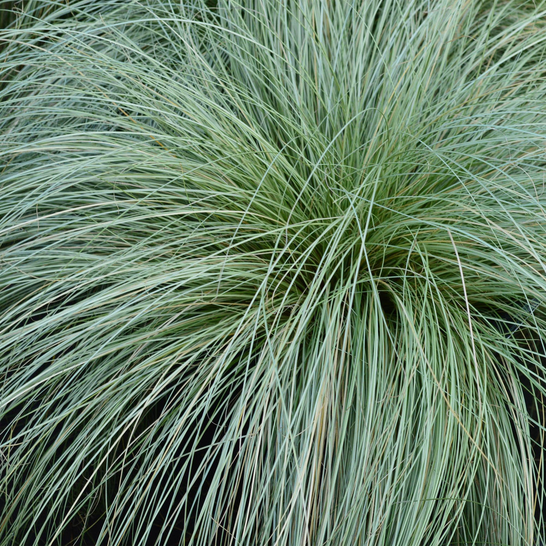 Carex &