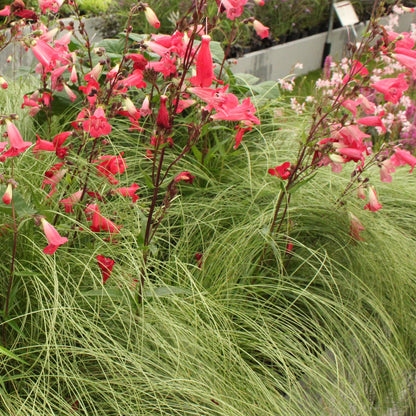 Carex &
