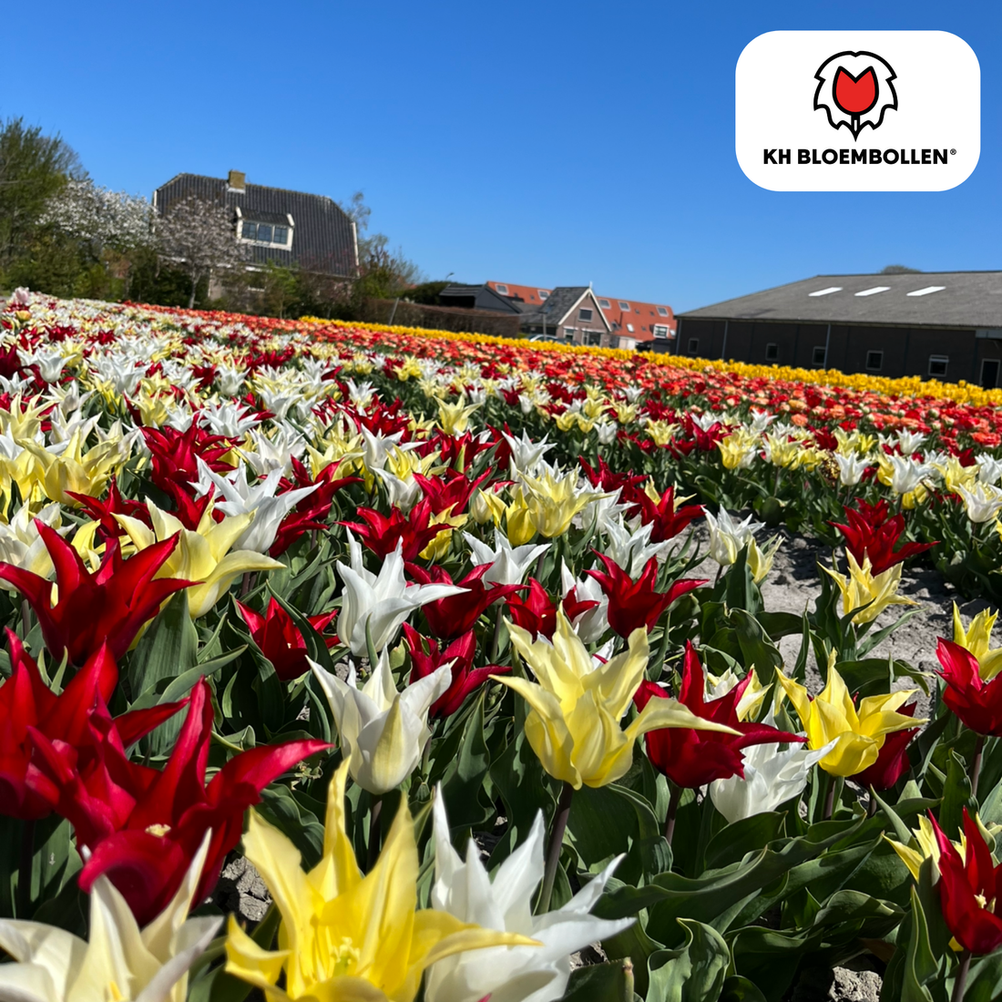 Tulpenzwiebeln Tres Chic Mix – 20 Stück | Stilvoll &amp; edel